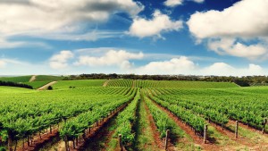 3020337-poster-p-1-with-farmplicity-the-farm-to-table-movement-meets-the-21st-century