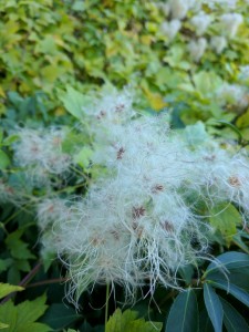 Google-Pixel-Örnek-1-1 (1)