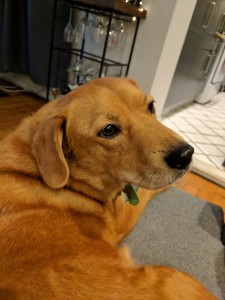 Google-Pixel-Örnek-iç